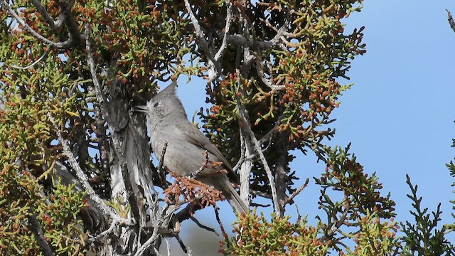 Juniper Titmouse - ML617502344