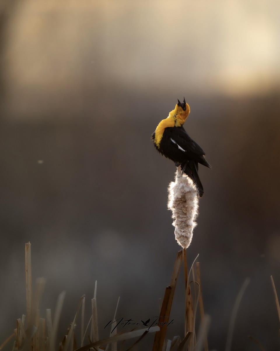 Yellow-headed Blackbird - ML617502346