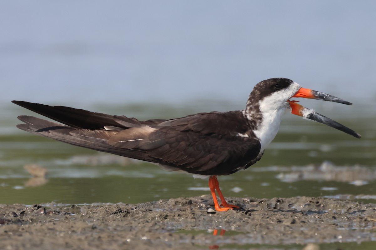 Black Skimmer - Jorge Alcalá