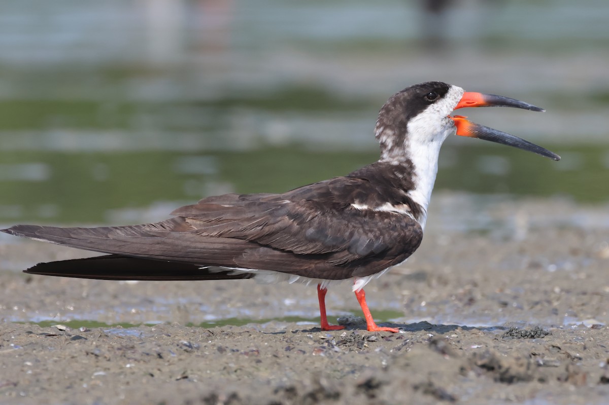 Black Skimmer - Jorge Alcalá