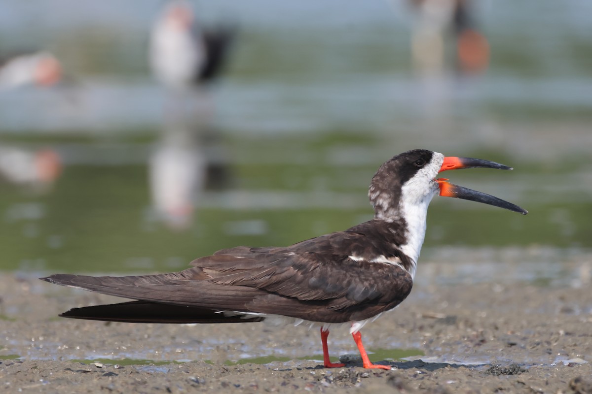 Black Skimmer - Jorge Alcalá