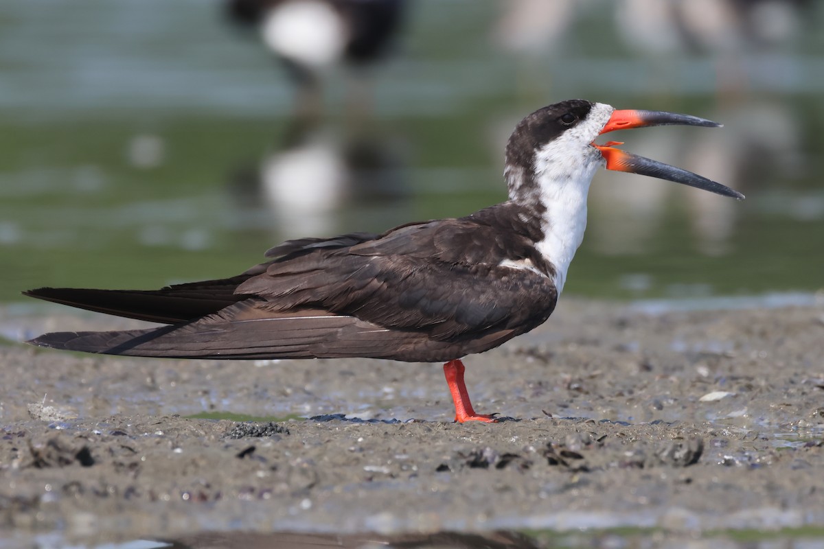 Black Skimmer - Jorge Alcalá