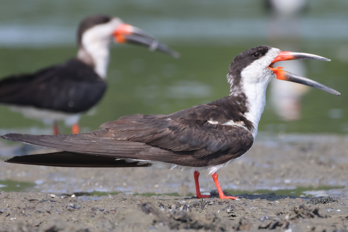 Black Skimmer - Jorge Alcalá