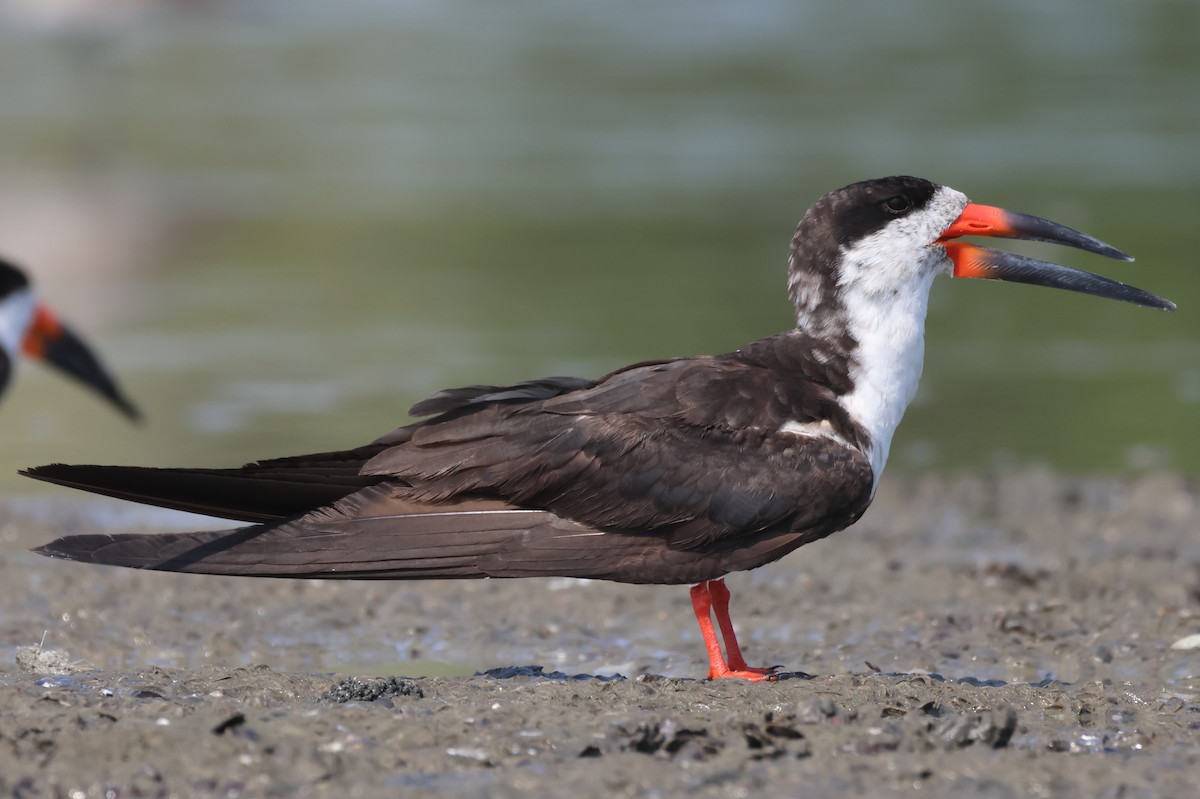 Black Skimmer - Jorge Alcalá