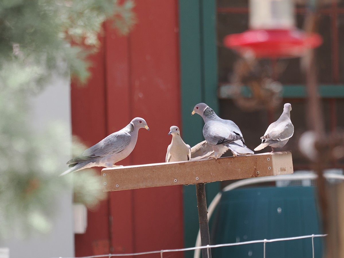 Band-tailed Pigeon - ML617502388