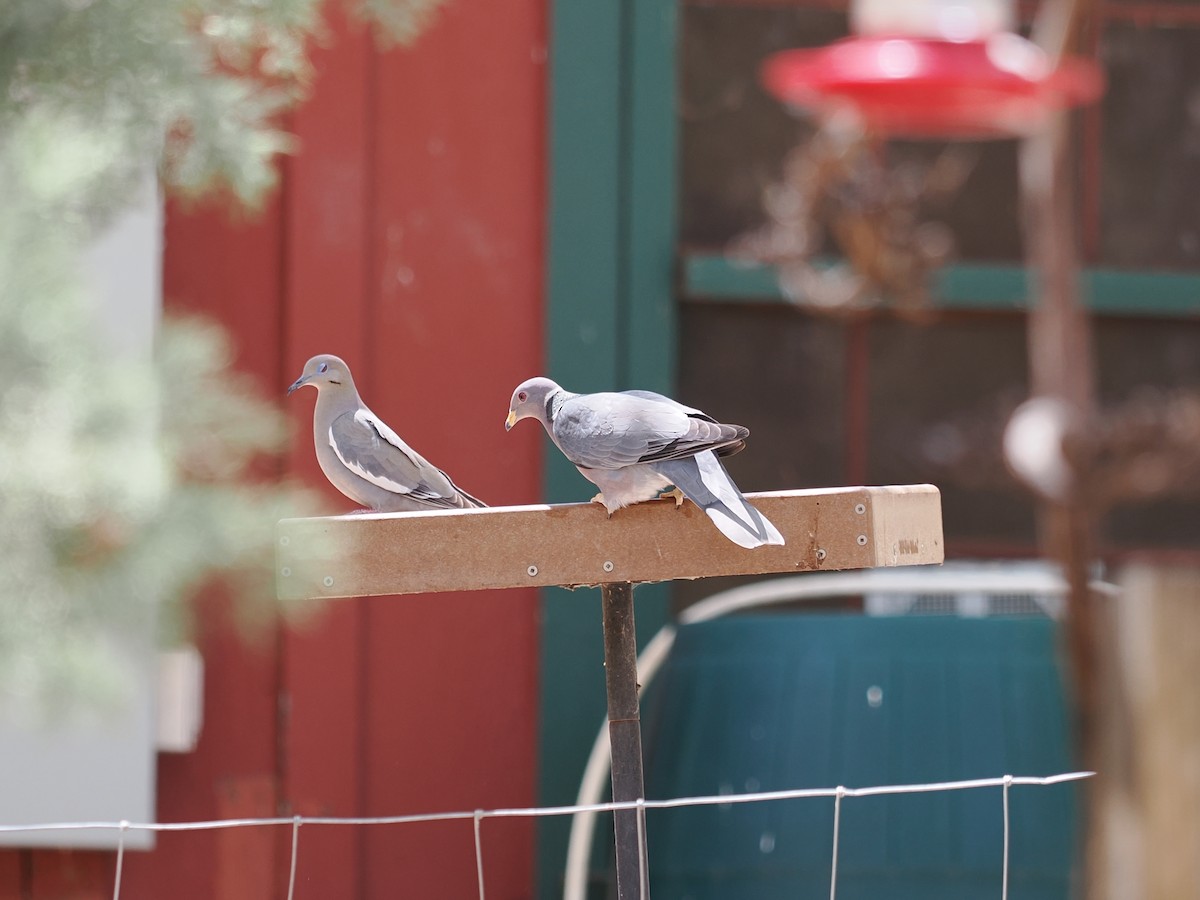 Band-tailed Pigeon - ML617502390