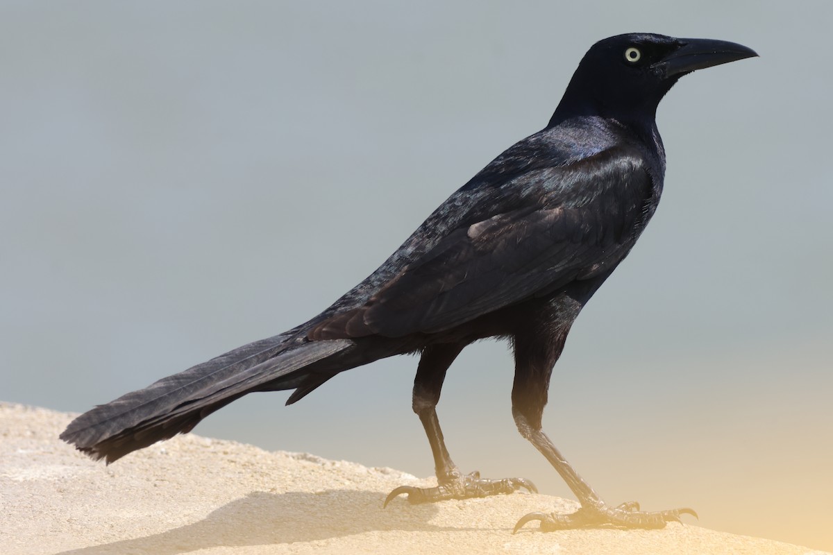 Great-tailed Grackle - ML617502426