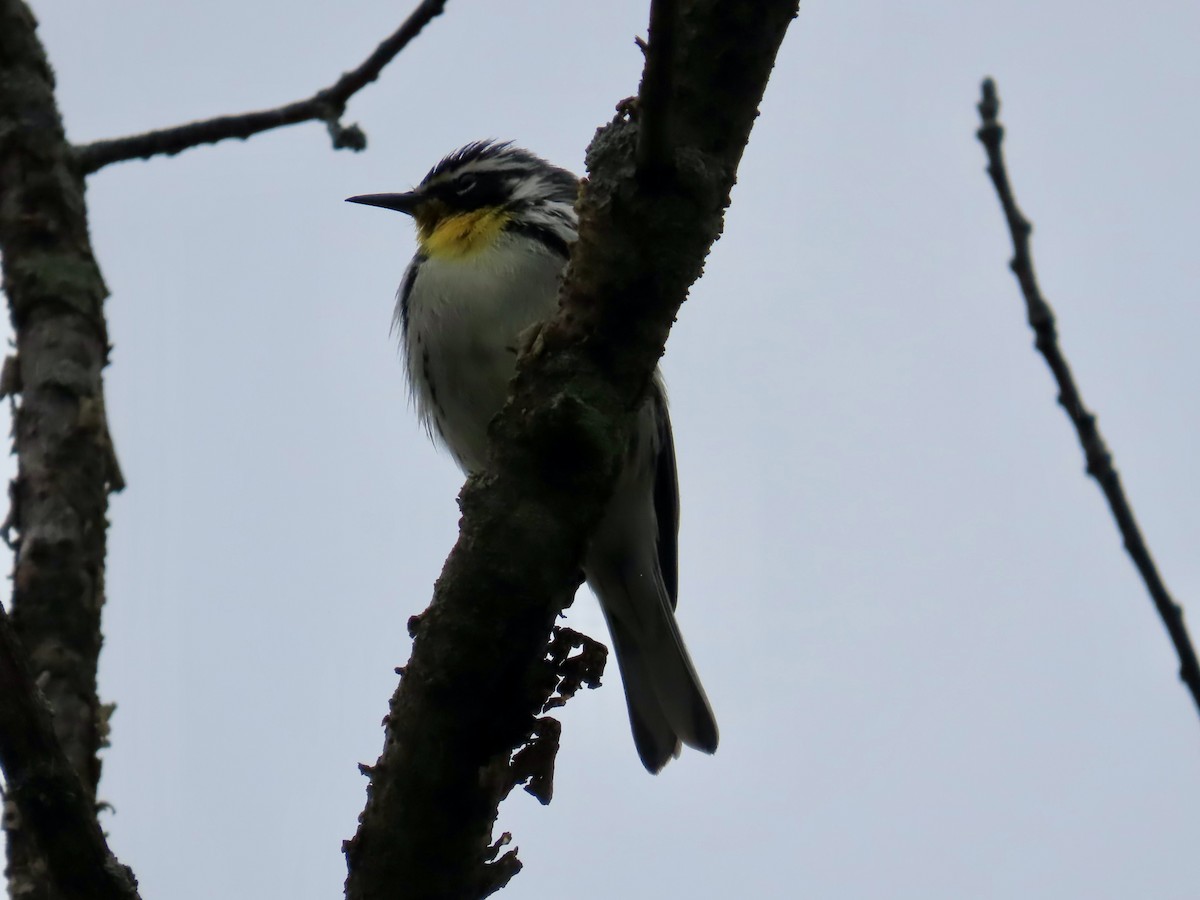 Yellow-throated Warbler - ML617502439