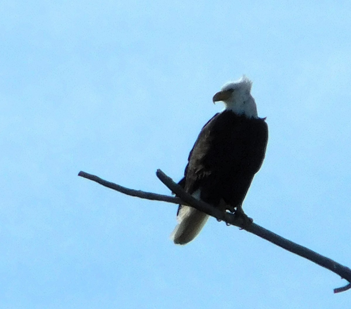 Bald Eagle - ML617502455