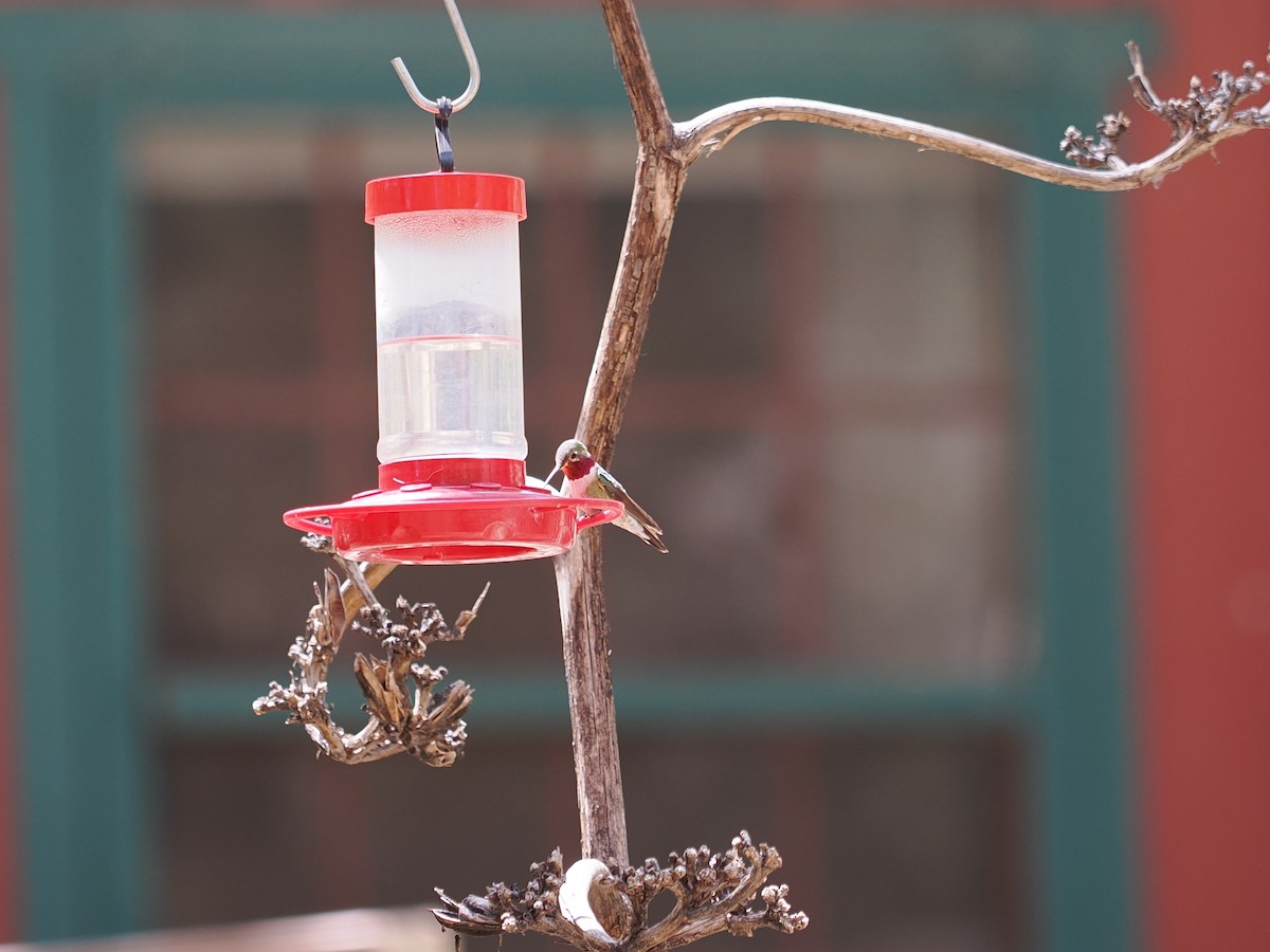Broad-tailed Hummingbird - ML617502470