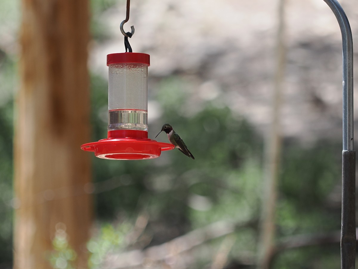 Broad-tailed Hummingbird - ML617502471