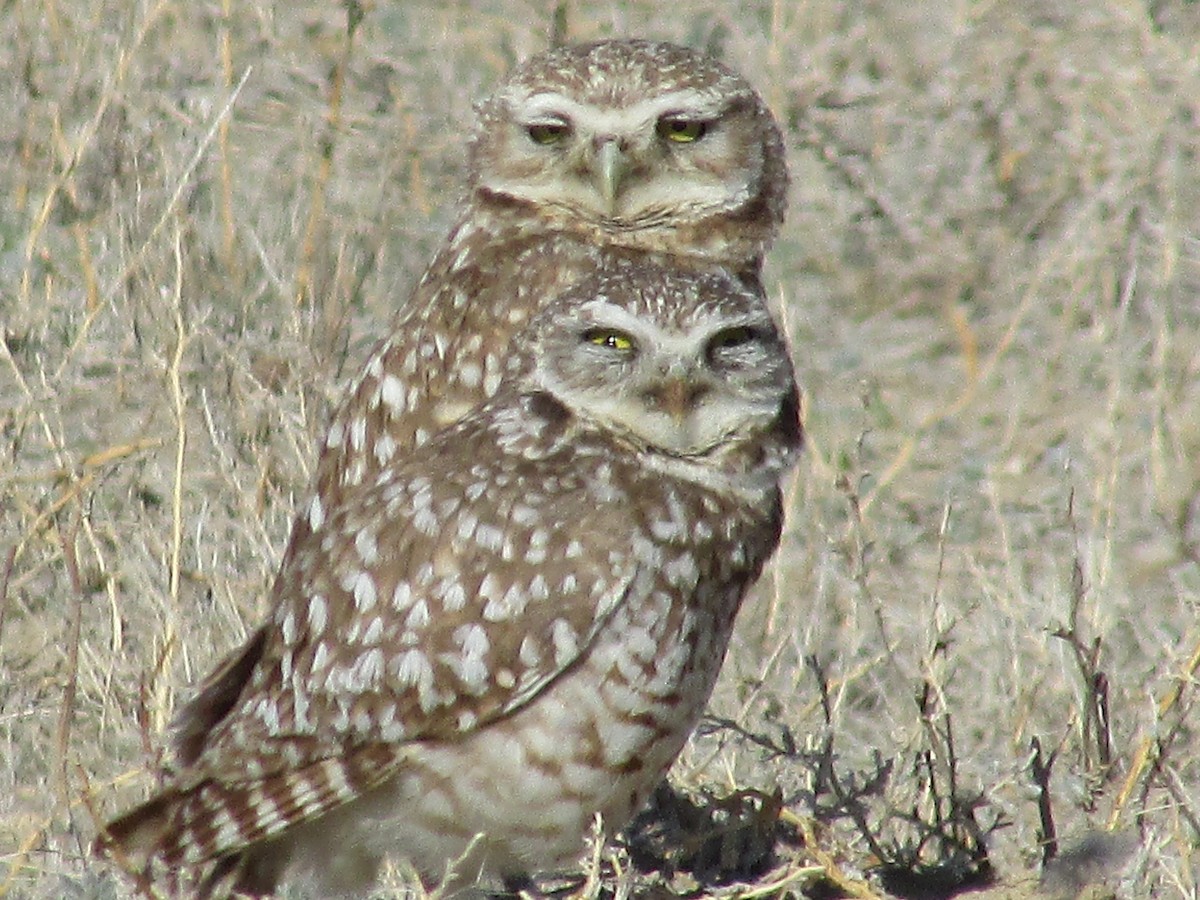 Burrowing Owl - ML617502481