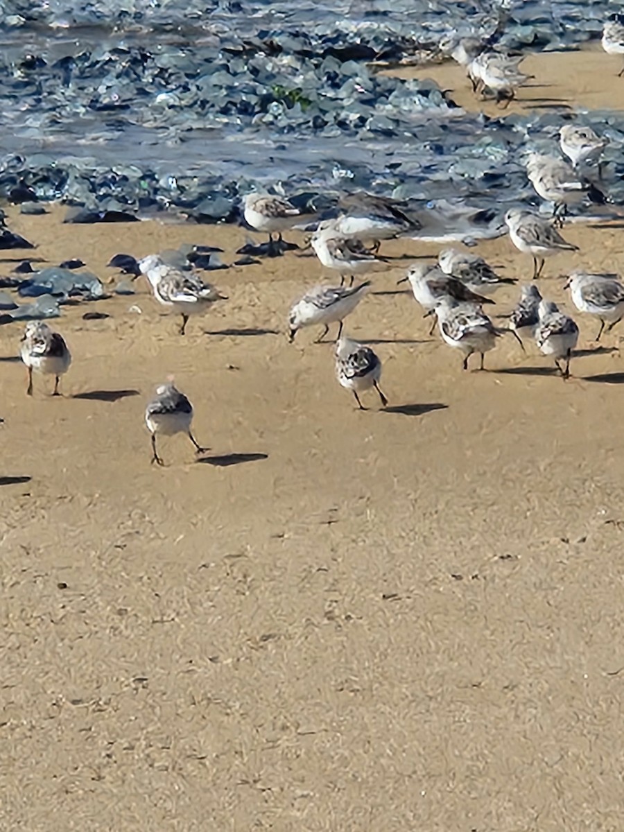 Sanderling - Patrick Furtado