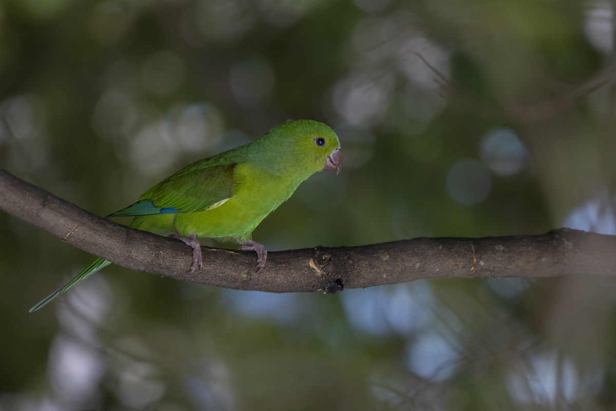 Plain Parakeet - Gustavo Silva