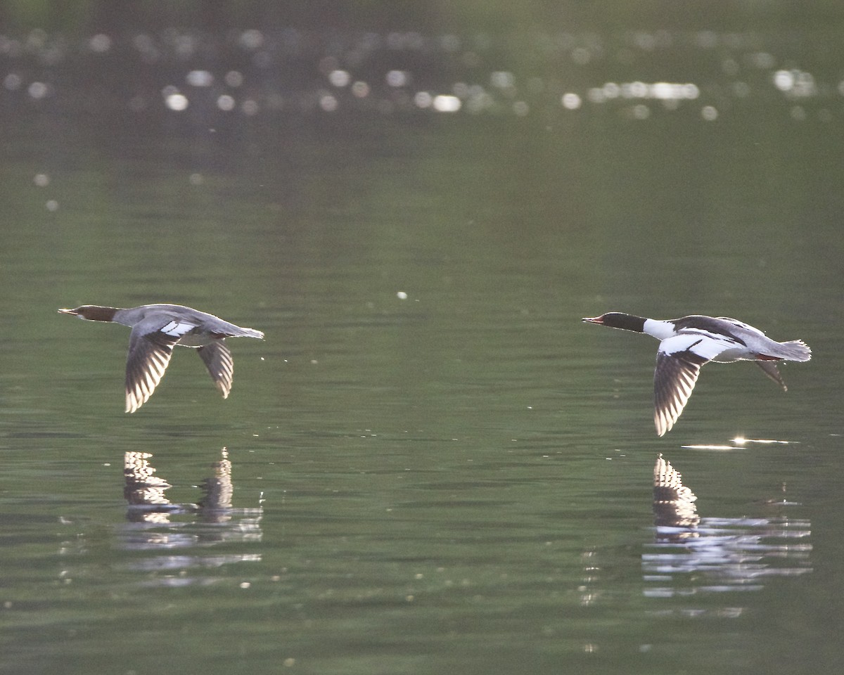 Common Merganser - ML617502588