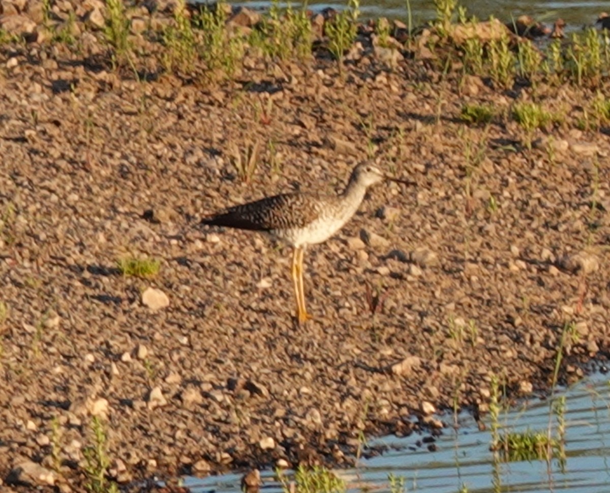 Greater Yellowlegs - ML617502622