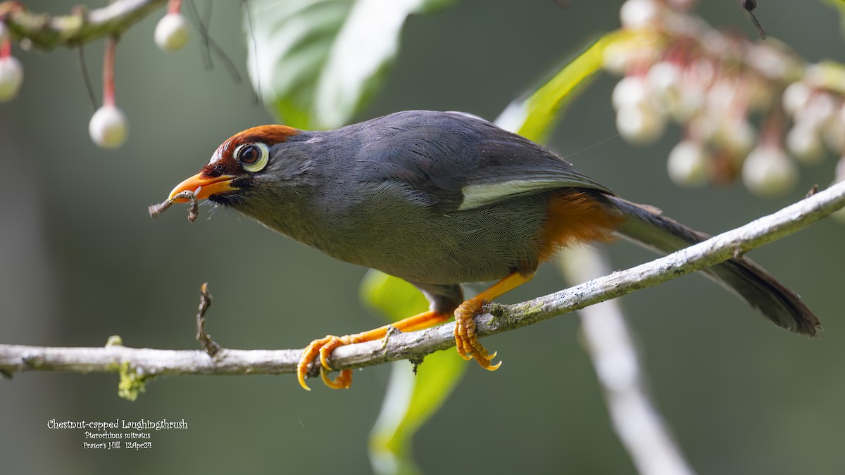 Chestnut-capped Laughingthrush - ML617502647