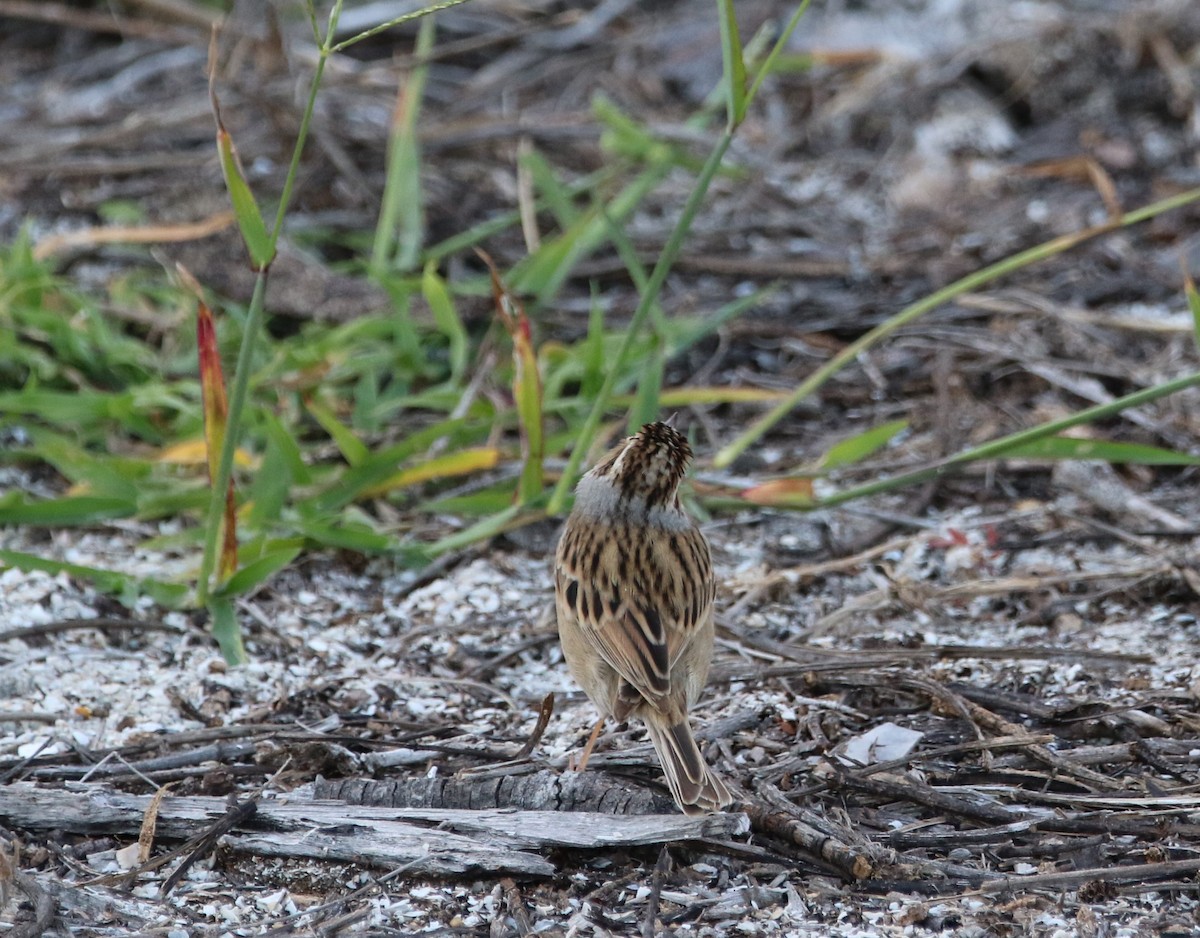 Clay-colored Sparrow - Rich Miller