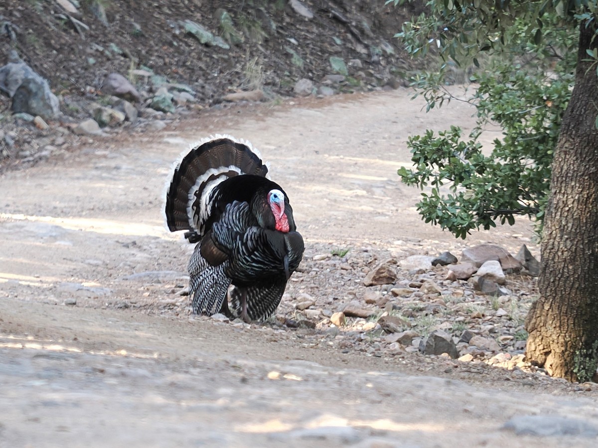 Wild Turkey - ML617502700