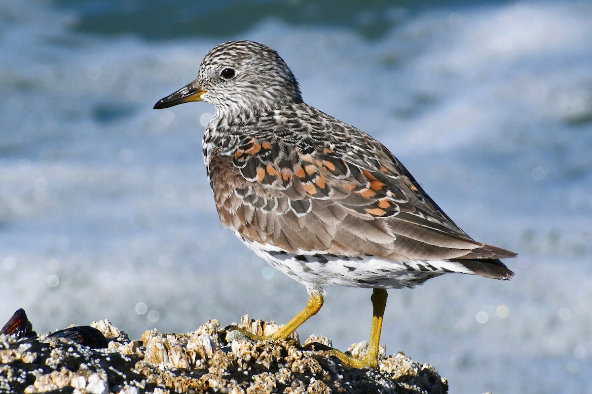 Surfbird - Phil Pickering