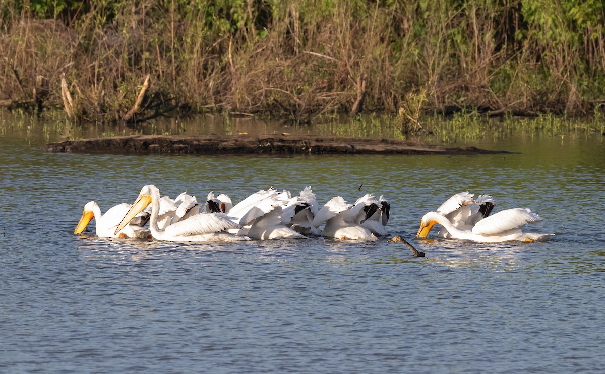 American White Pelican - ML617502705