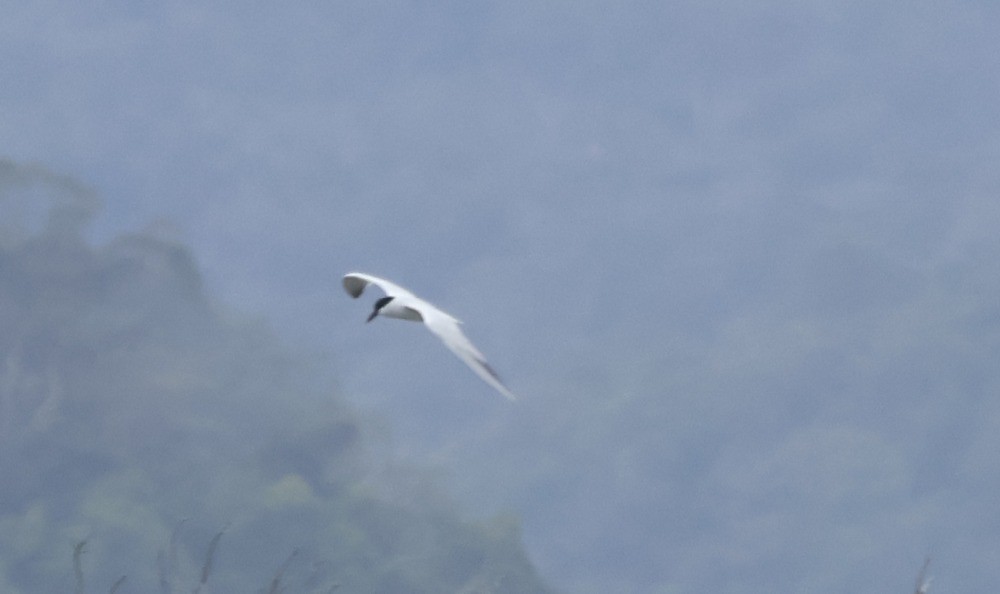 Australian Tern - ML617502740