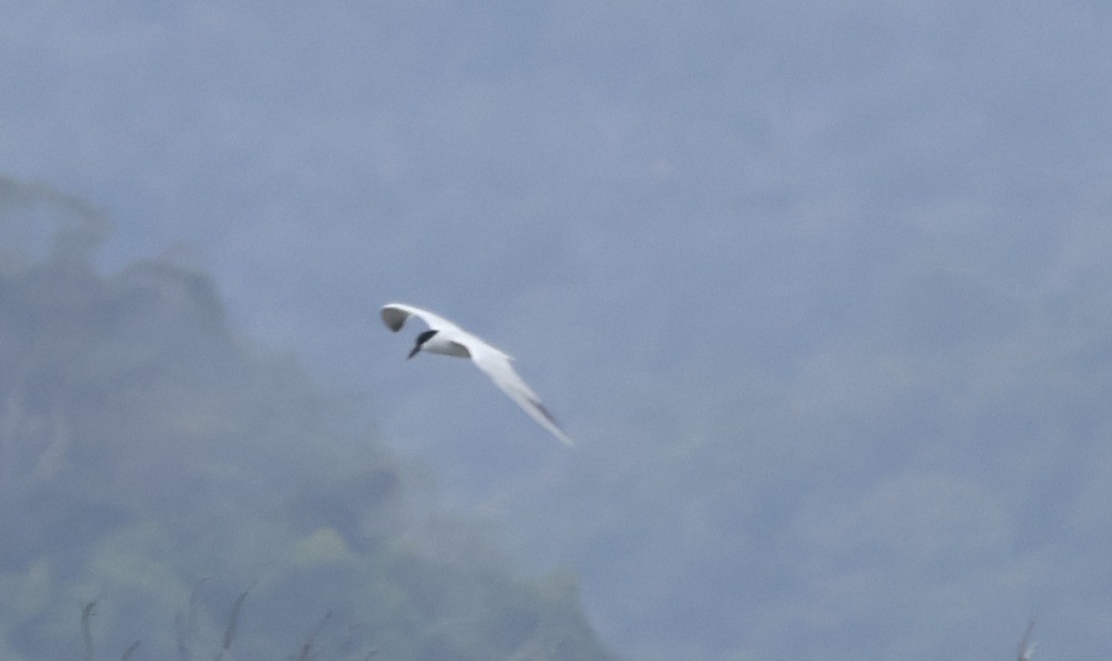 Australian Tern - ML617502740