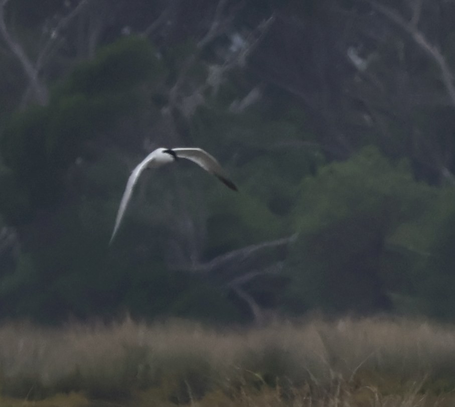 Australian Tern - ML617502741