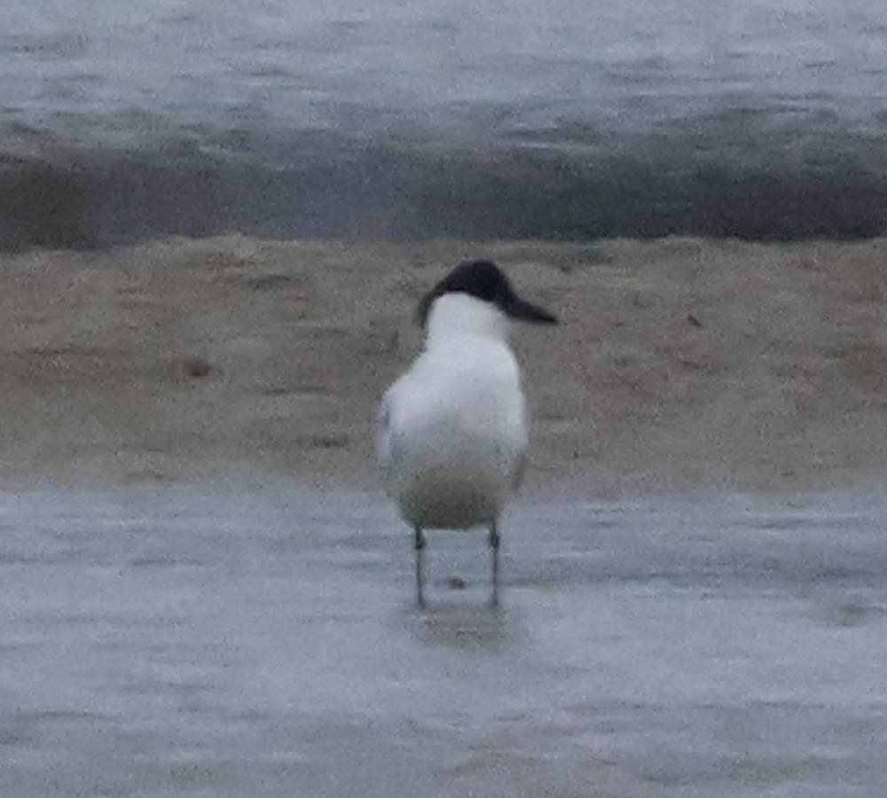 Australian Tern - ML617502742