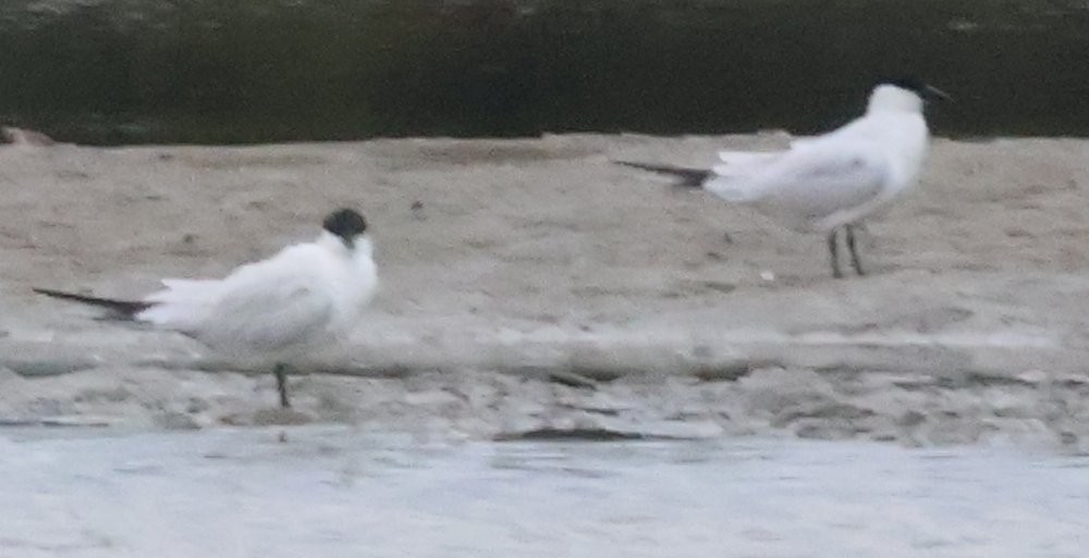 Australian Tern - ML617502743