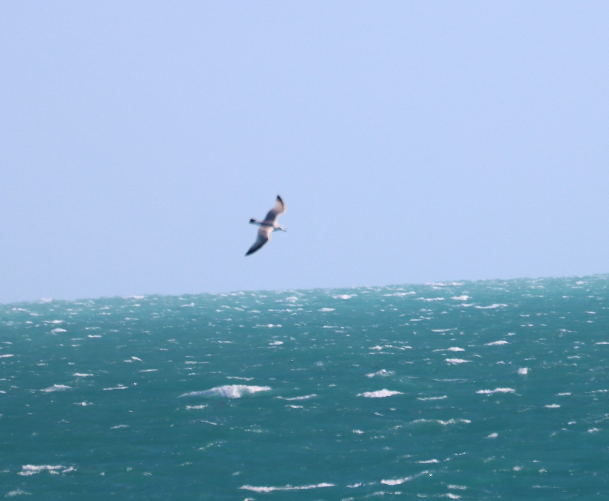 Ring-billed Gull - ML617502784