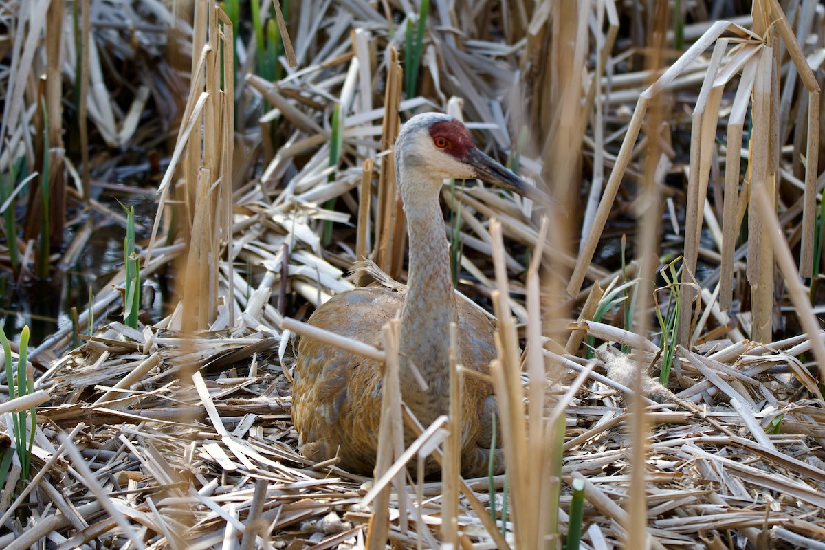 Sandhill Crane - Alenka Weinhold