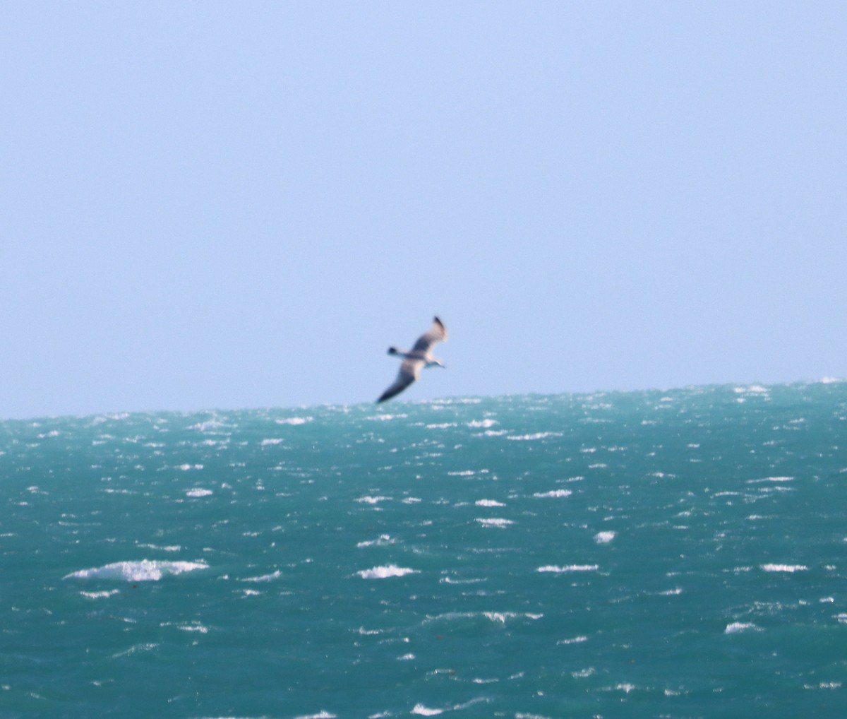 Ring-billed Gull - ML617502792