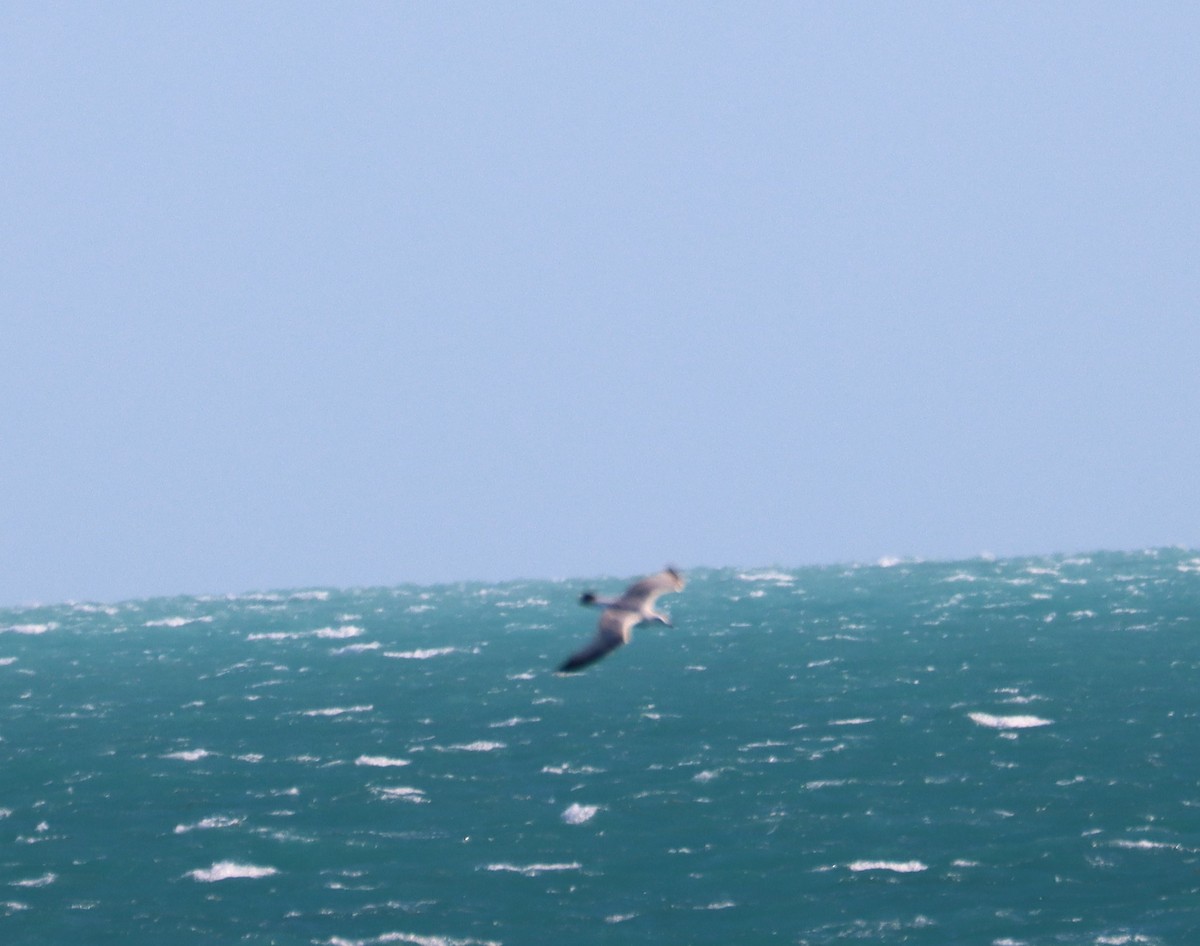 Ring-billed Gull - ML617502800