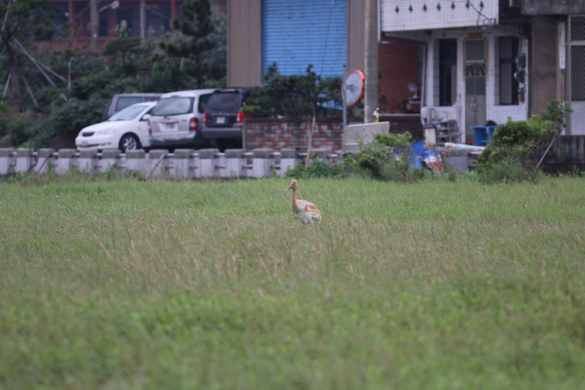 Siberian Crane - Chih-Wei(David) Lin