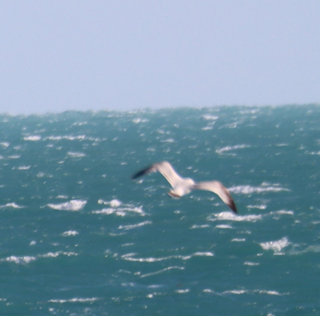 Ring-billed Gull - ML617502809