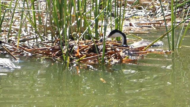 Western Grebe - ML617502827