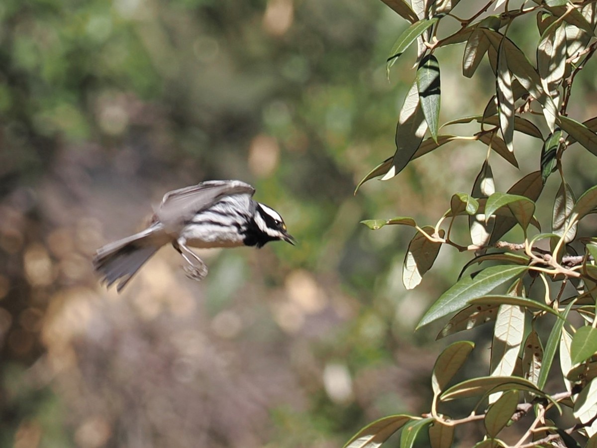 Black-throated Gray Warbler - ML617502873