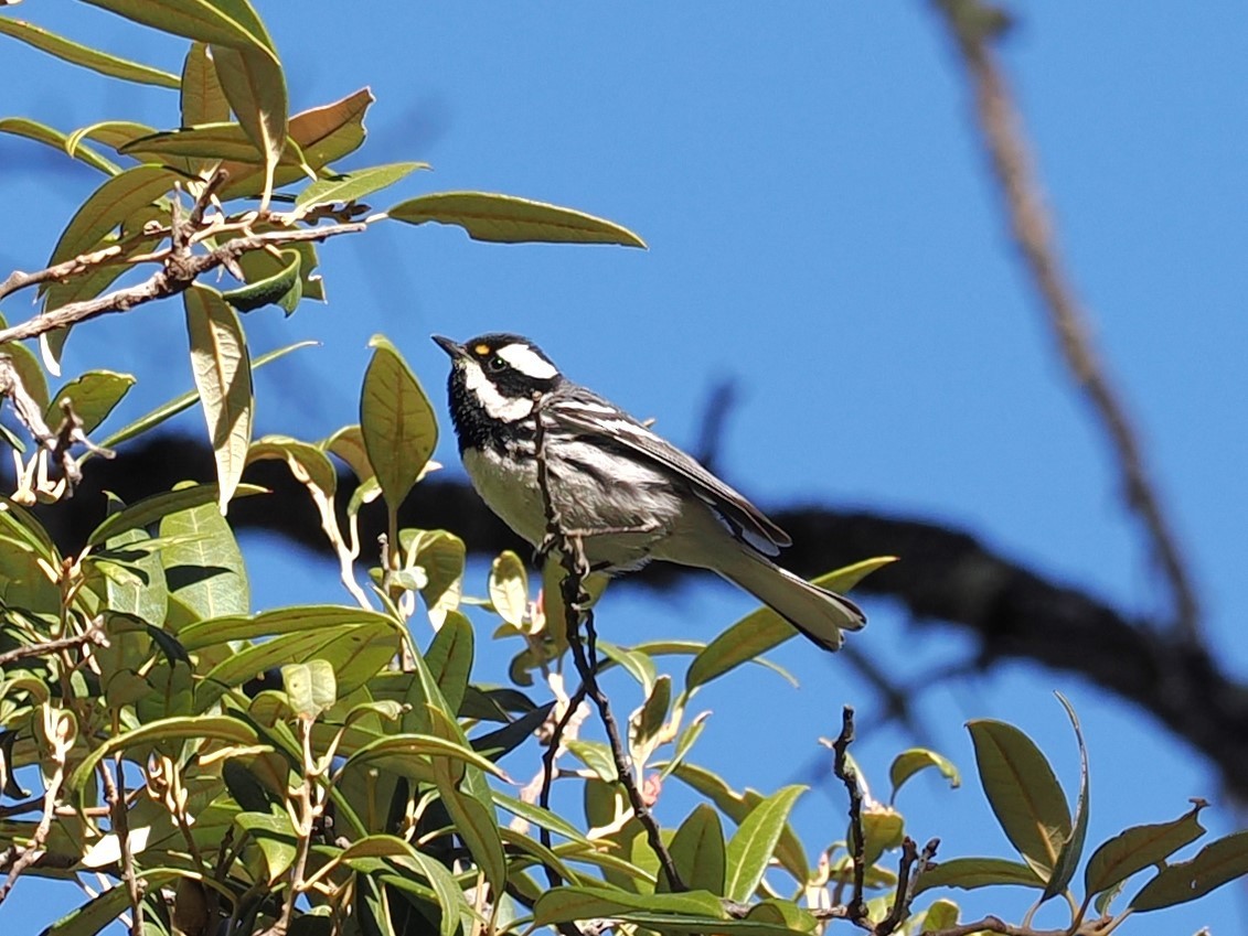 Black-throated Gray Warbler - ML617502874