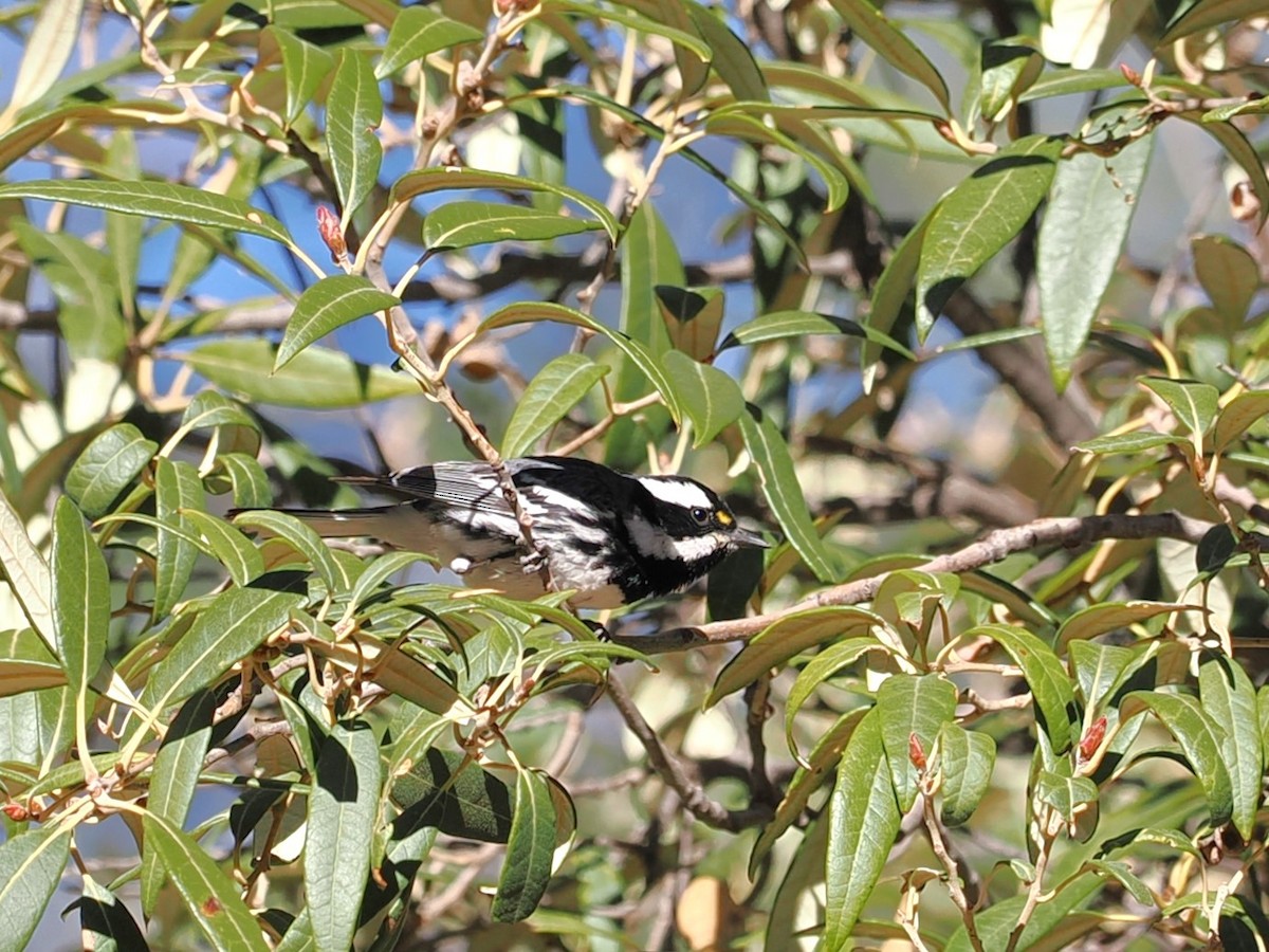 Black-throated Gray Warbler - ML617502875
