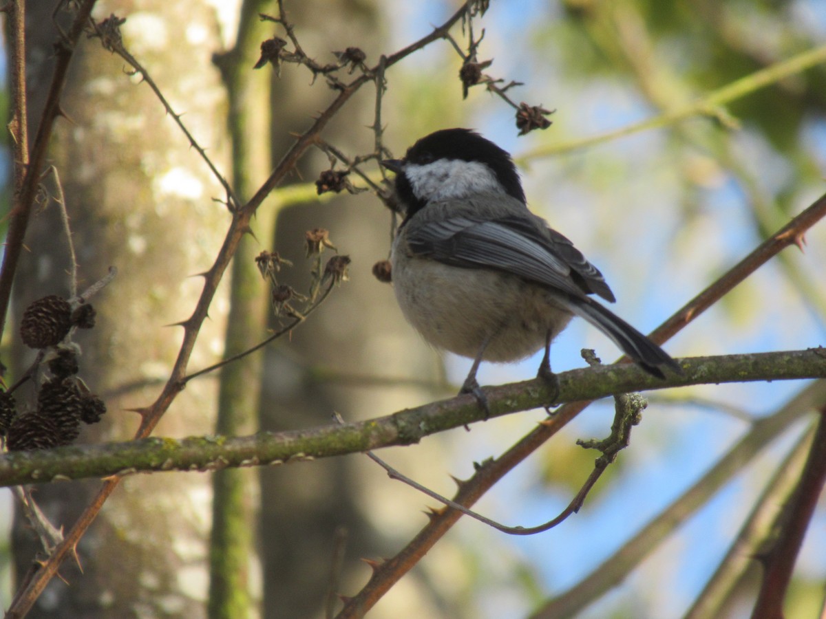 Black-capped Chickadee - Anonymous