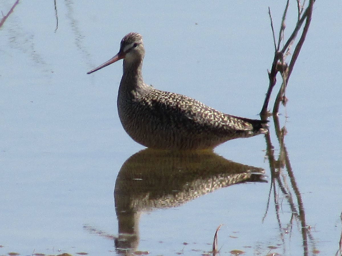 Marbled Godwit - ML617502908