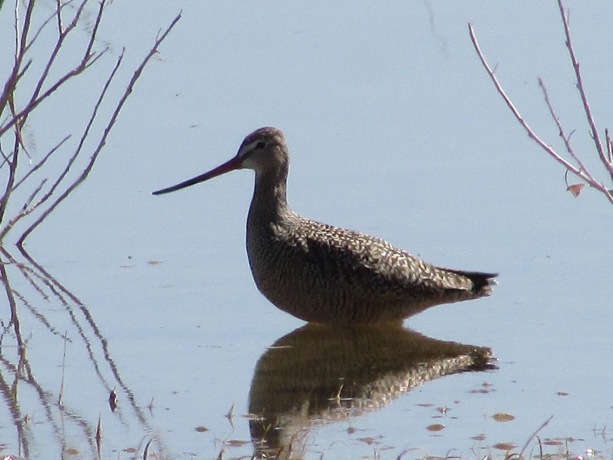 Marbled Godwit - ML617502909