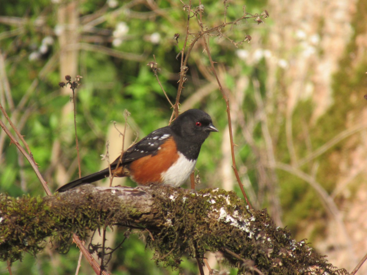 Spotted Towhee - Anonymous