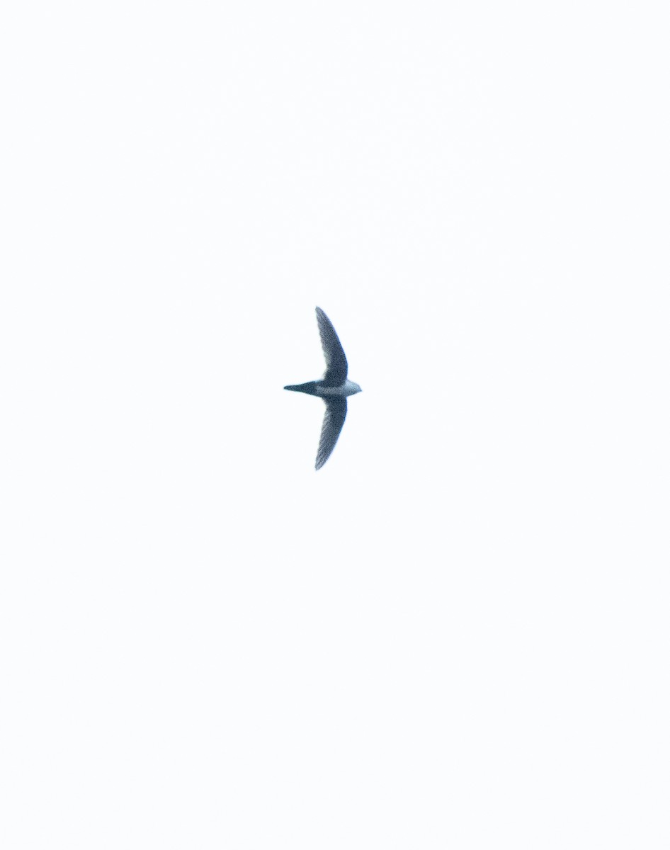 White-throated Swift - ML617502927
