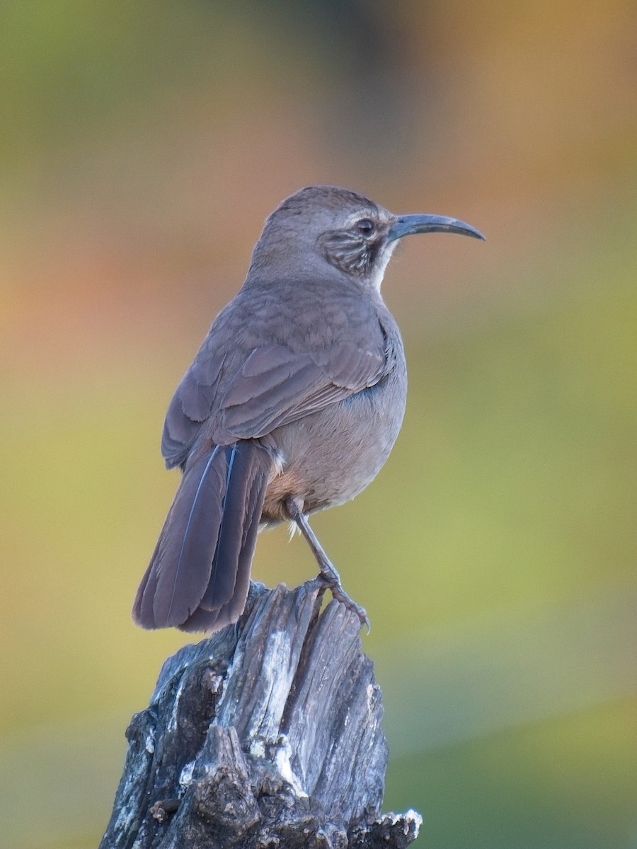 California Thrasher - ML617502951