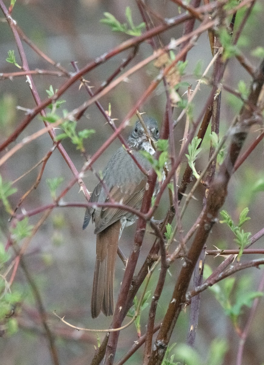 Fox Sparrow - ML617502952