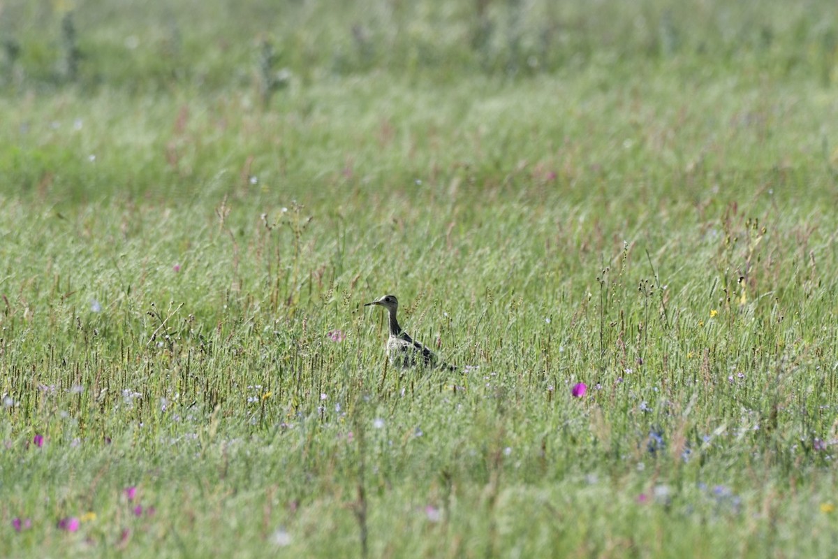 Upland Sandpiper - ML617502967