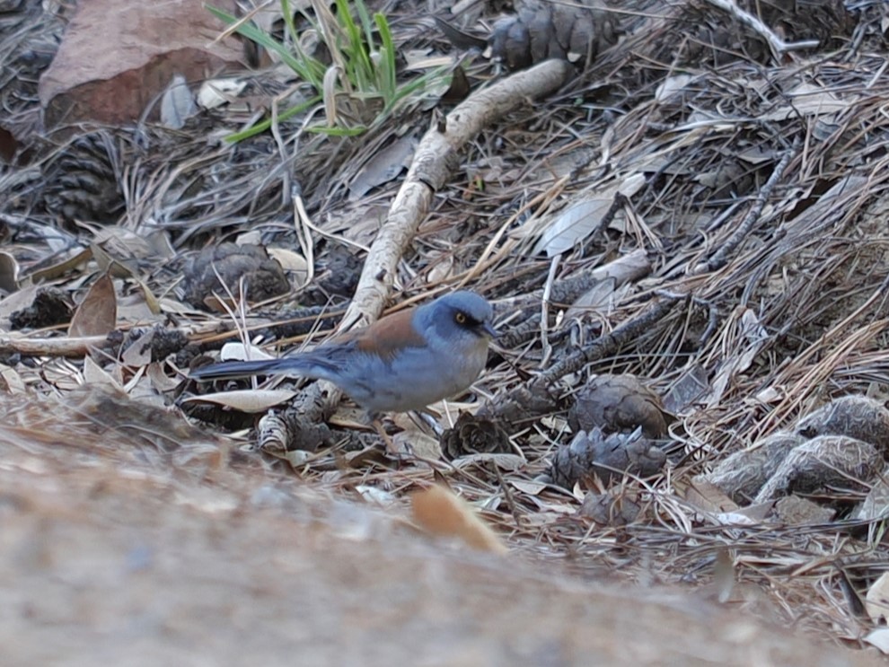 Yellow-eyed Junco - ML617502993