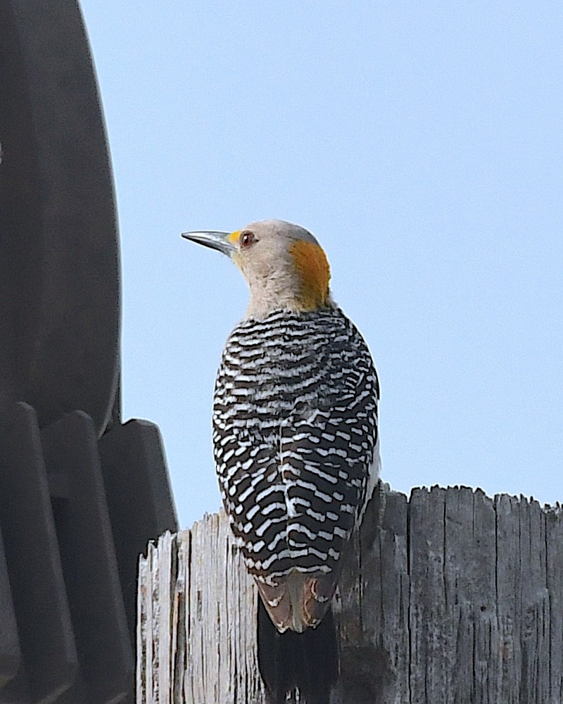 Golden-fronted Woodpecker - ML617503002